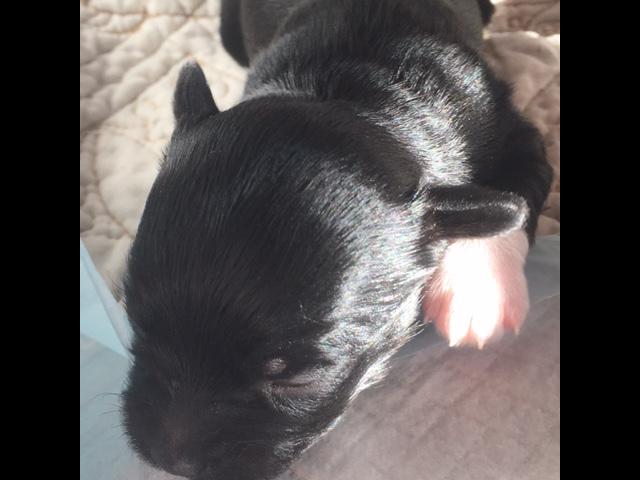 shorkie tzu