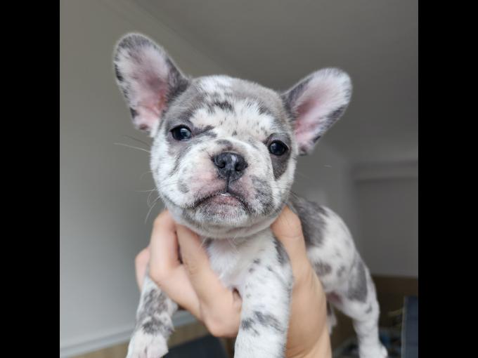 french bulldog