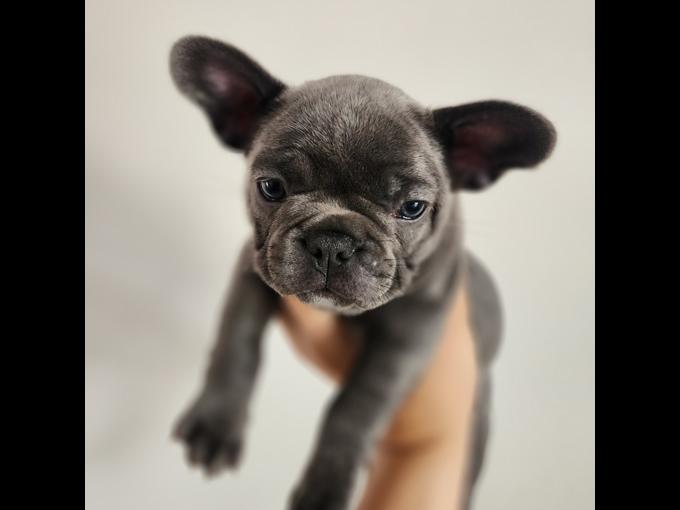 french bulldog