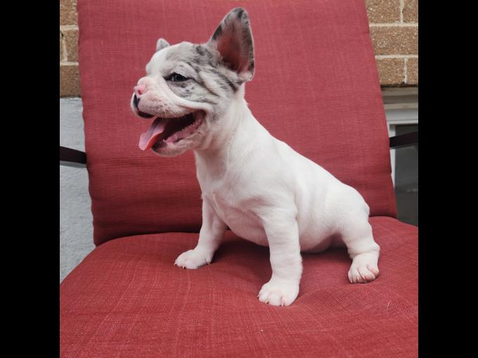 french bulldog