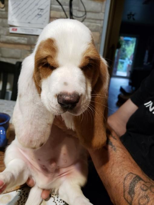 Basset Hound