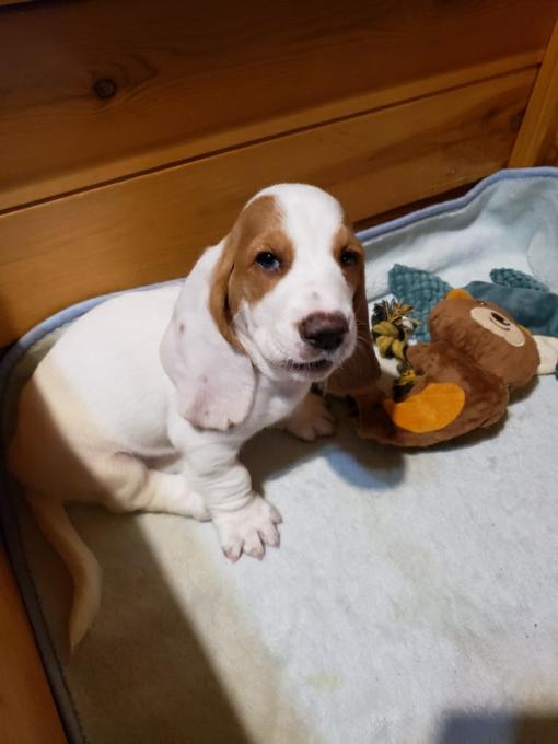 Basset Hound