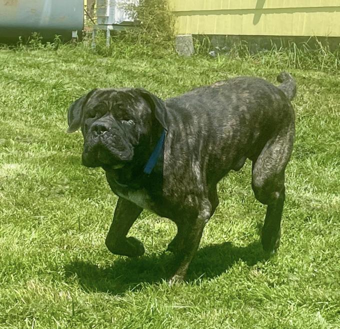 Mastiff