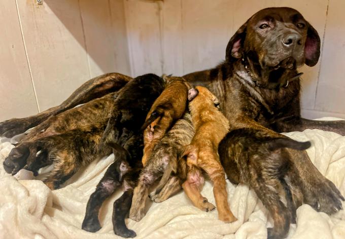Mastiff