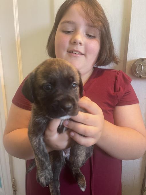 Mastiff