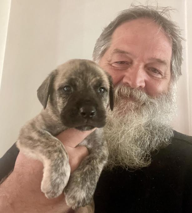 Mastiff