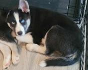 Husky