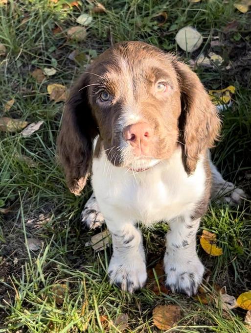 Springer Spaniel 
