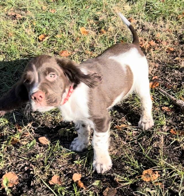 Springer Spaniel 