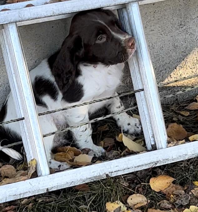 Springer Spaniel 
