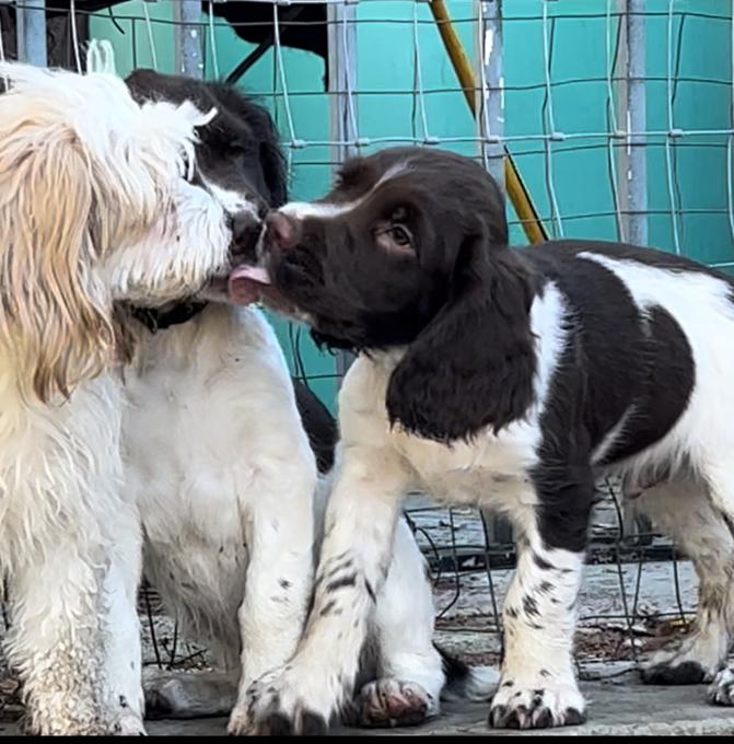 Springer Spaniel 