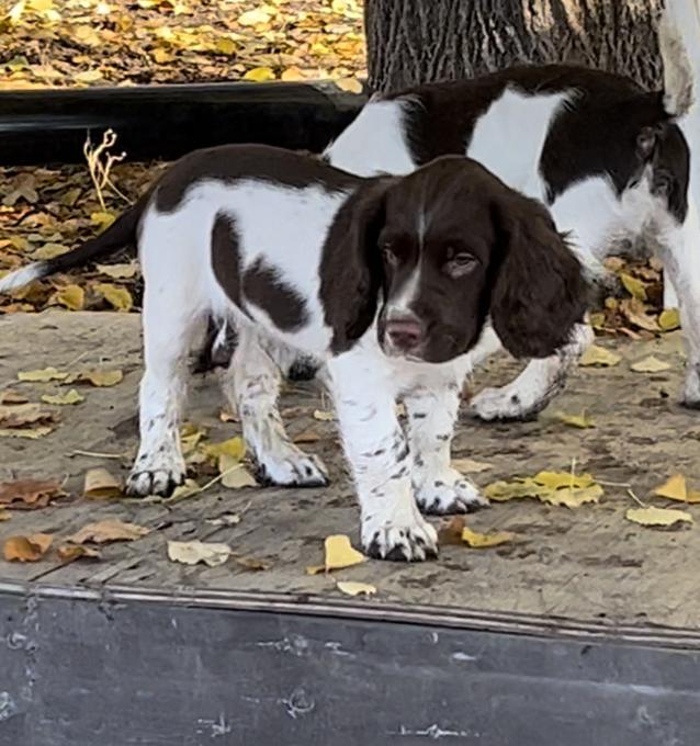 Springer Spaniel 