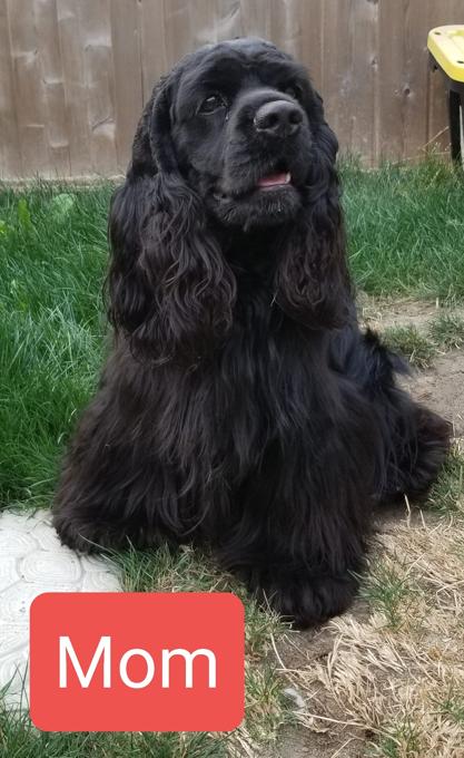 American Cocker Spaniel