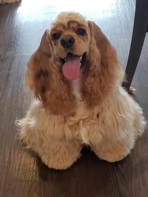 American Cocker Spaniel