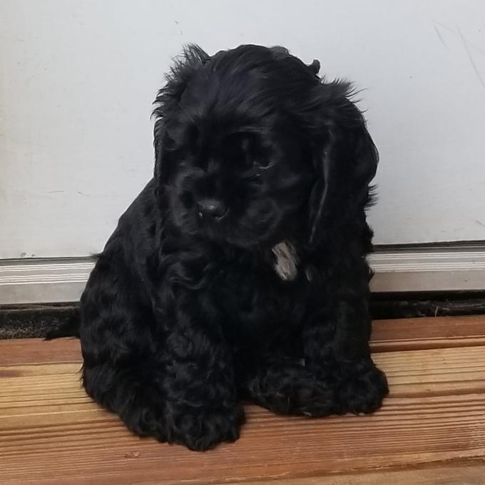 American Cocker Spaniel