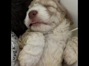 Lagotto Romagnolo