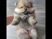 Pomeranian