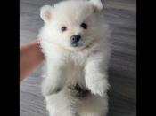 Pomeranian