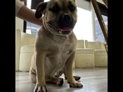 American bully