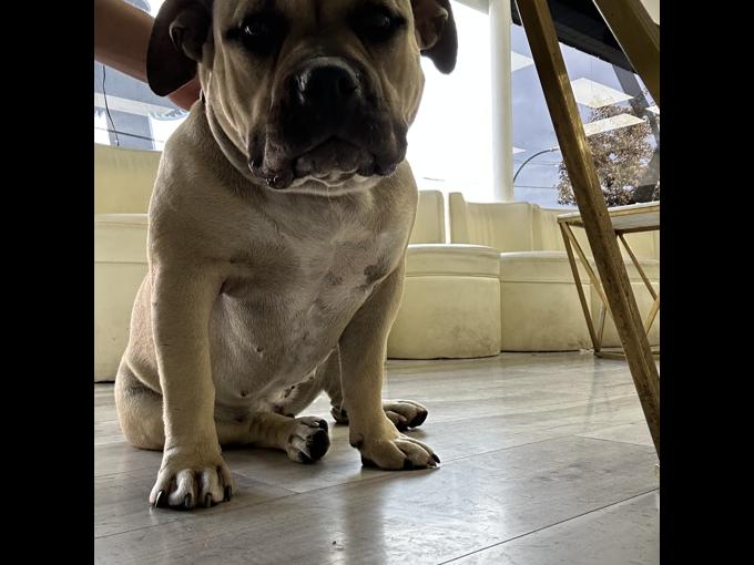 American bully