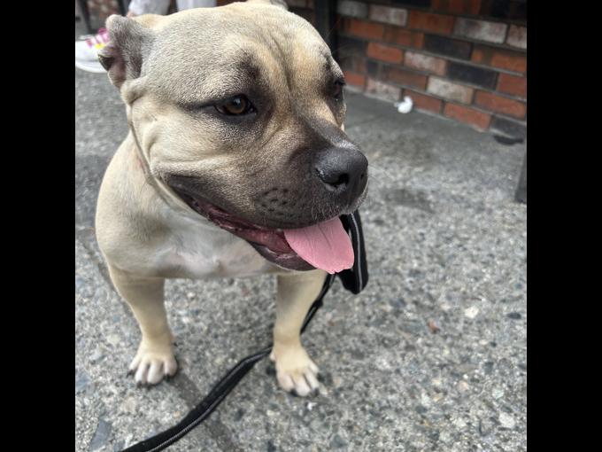 American bully