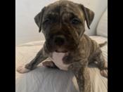 American bully/staff