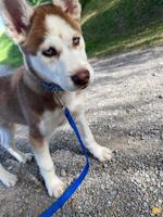 Siberian Husky