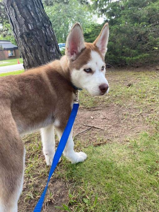 Siberian Husky