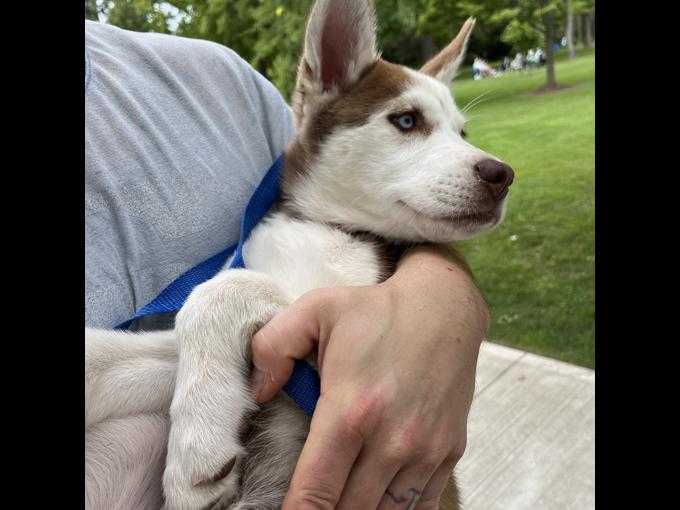 Siberian Husky