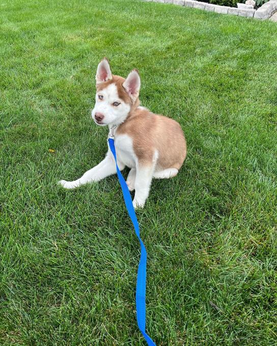 Siberian Husky