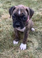 Boxer
