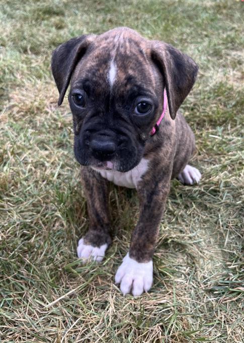 Boxer