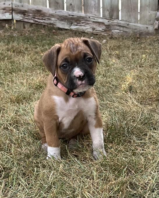 Boxer