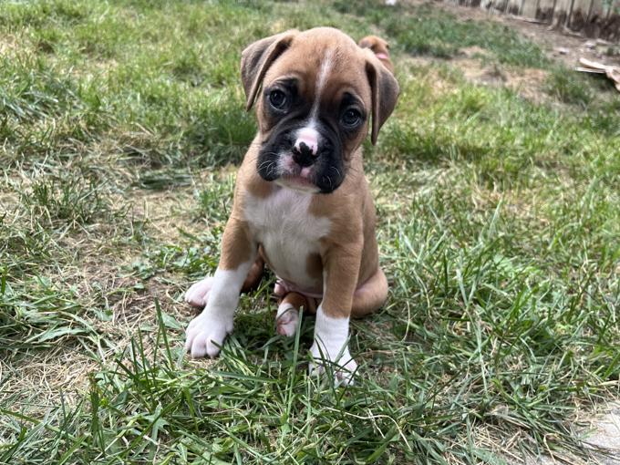 Boxer