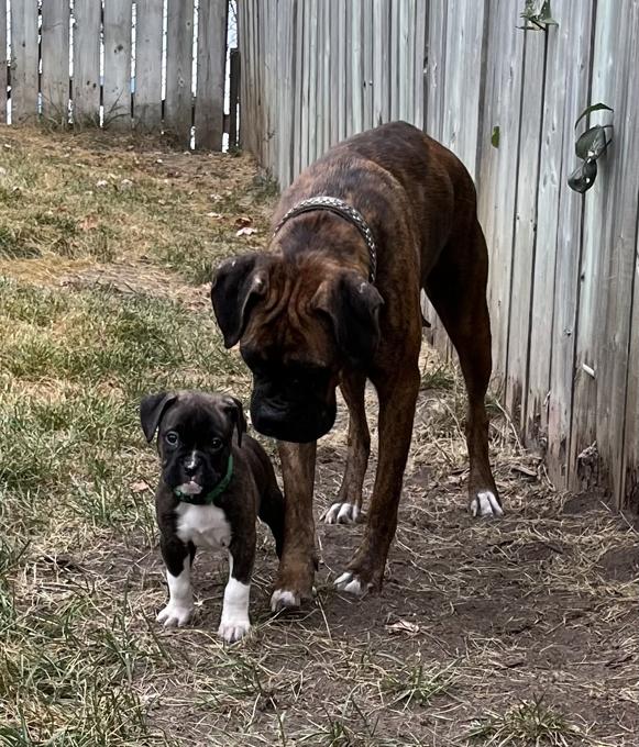 Boxer