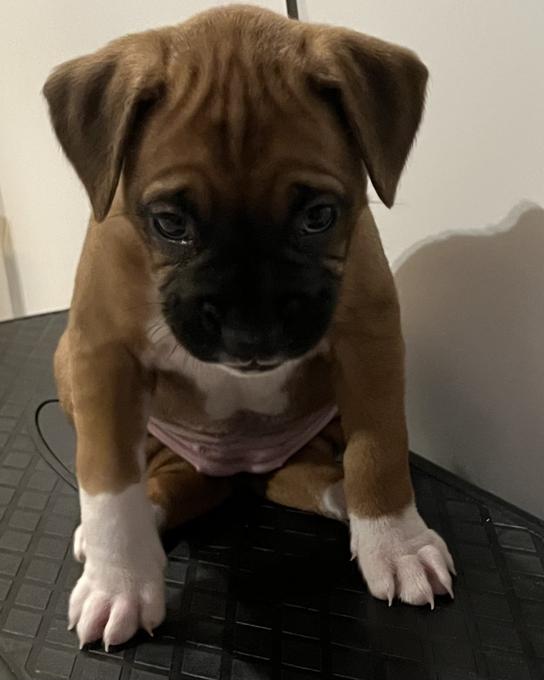 Boxer
