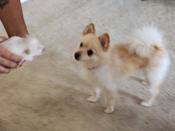 Pomsky mix