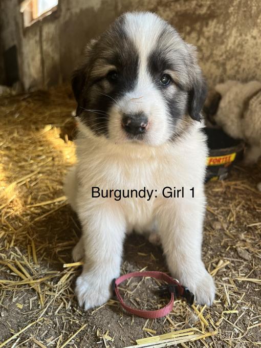 Great Pyrenees