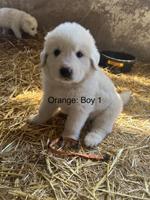 Great Pyrenees