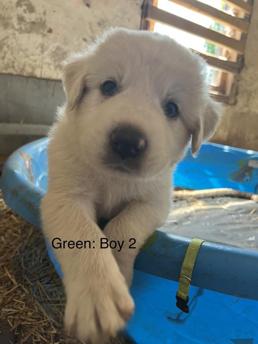Great Pyrenees
