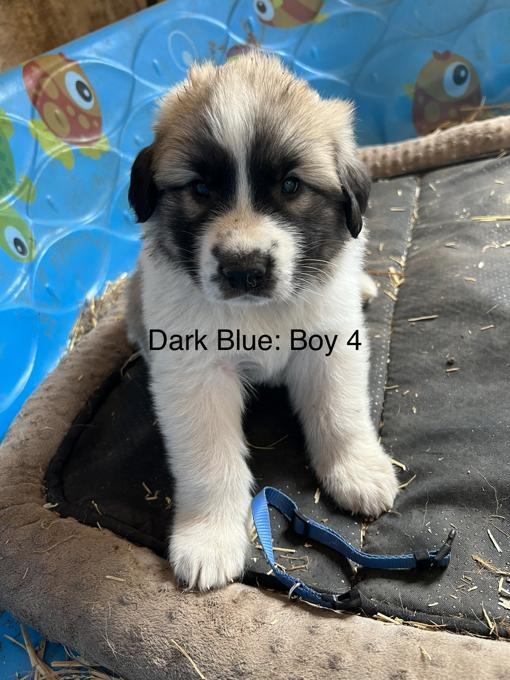 Great Pyrenees