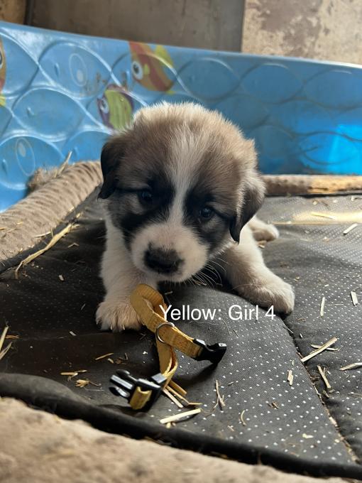 Great Pyrenees