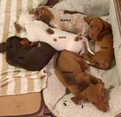 Mini dachshund
