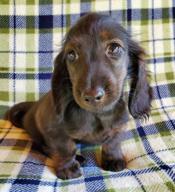 Longhair Miniature Dachshund