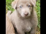 German Shepherd