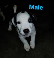 pitbull
