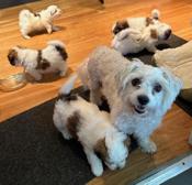 Coton De Tulear