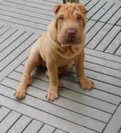 MINIATURE & TOY SHAR - PEI PUPPIES