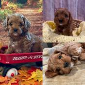 Cavapoo