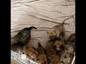 Bullmastiff/Sharpei